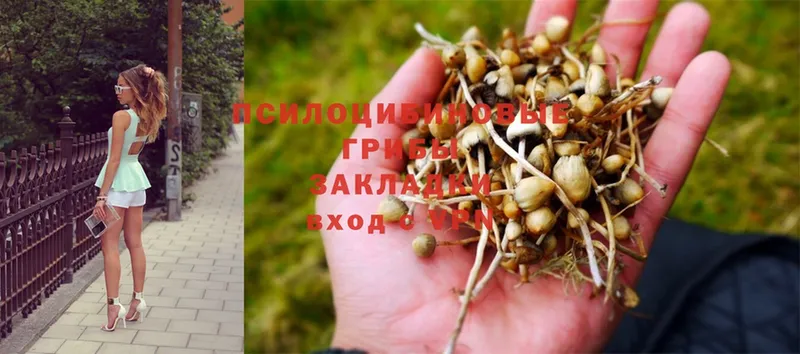 где можно купить наркотик  Приволжск  блэк спрут ONION  Псилоцибиновые грибы MAGIC MUSHROOMS 